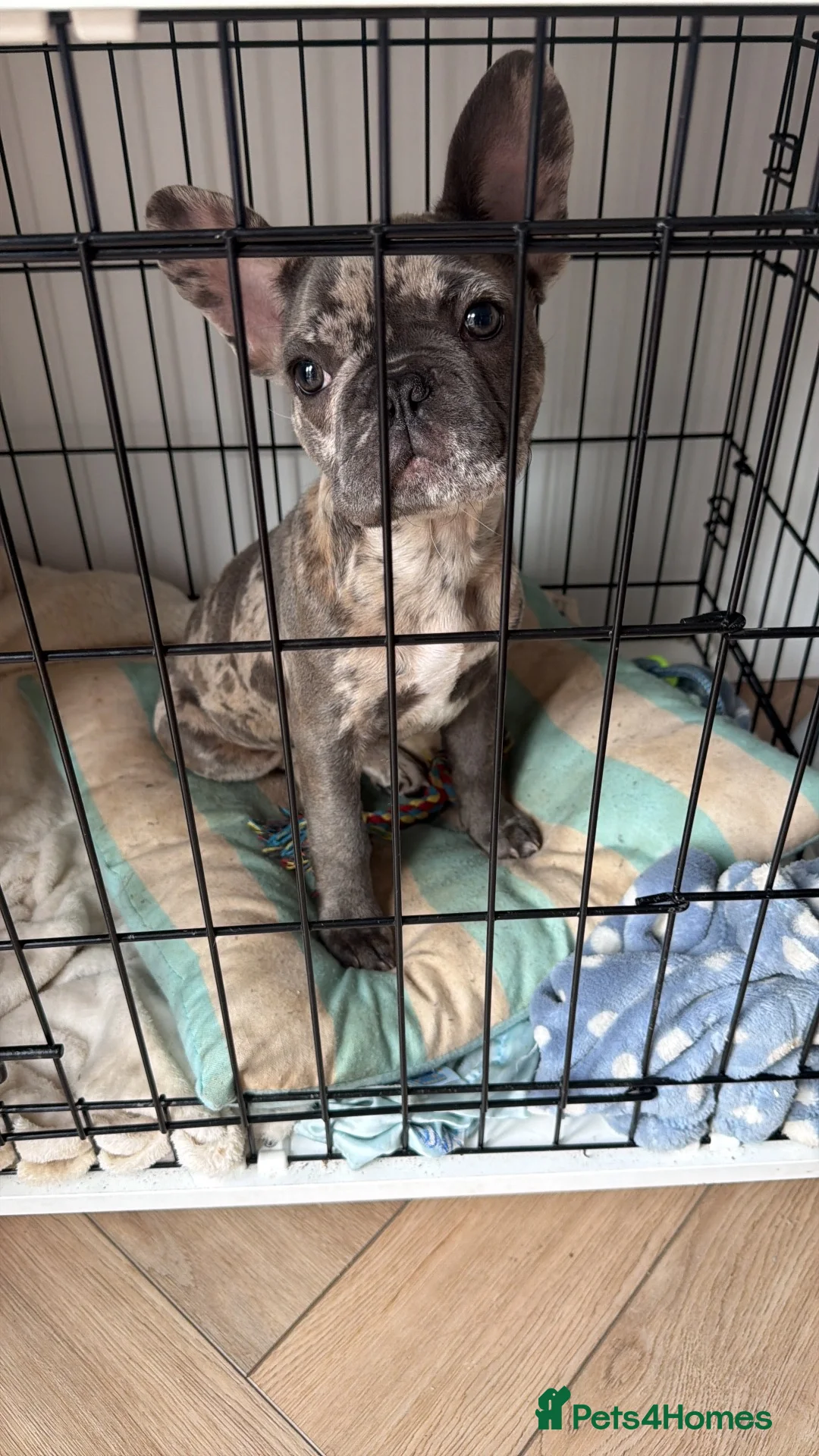 French Bulldog dogs for sale: Merle French Bulldog Male in Winsford - Advert 1