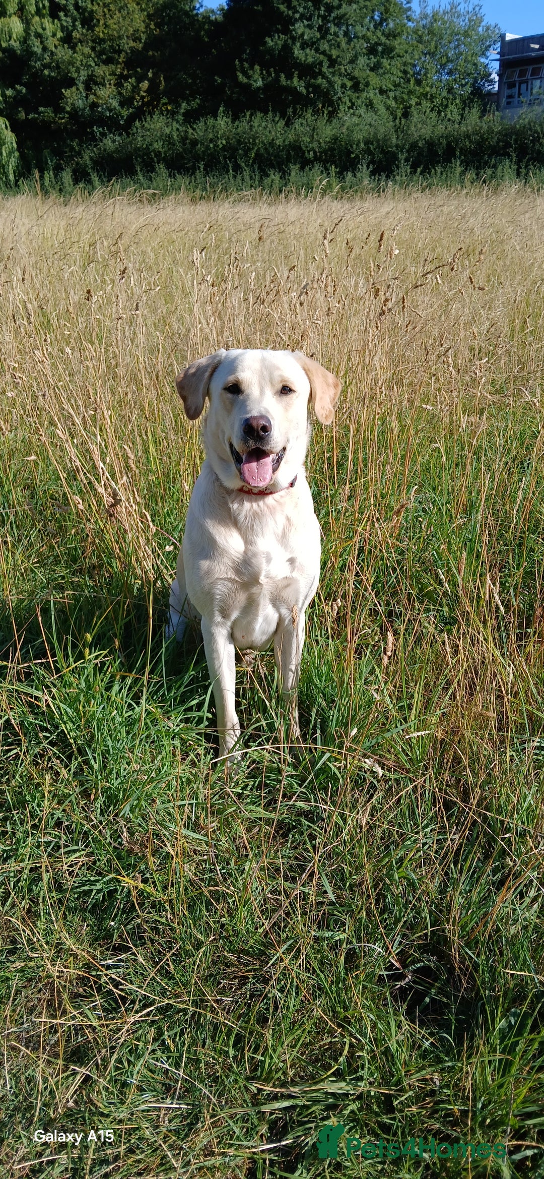 Mixed Breed dogs for sale: Staffador puppies  - Advert 2