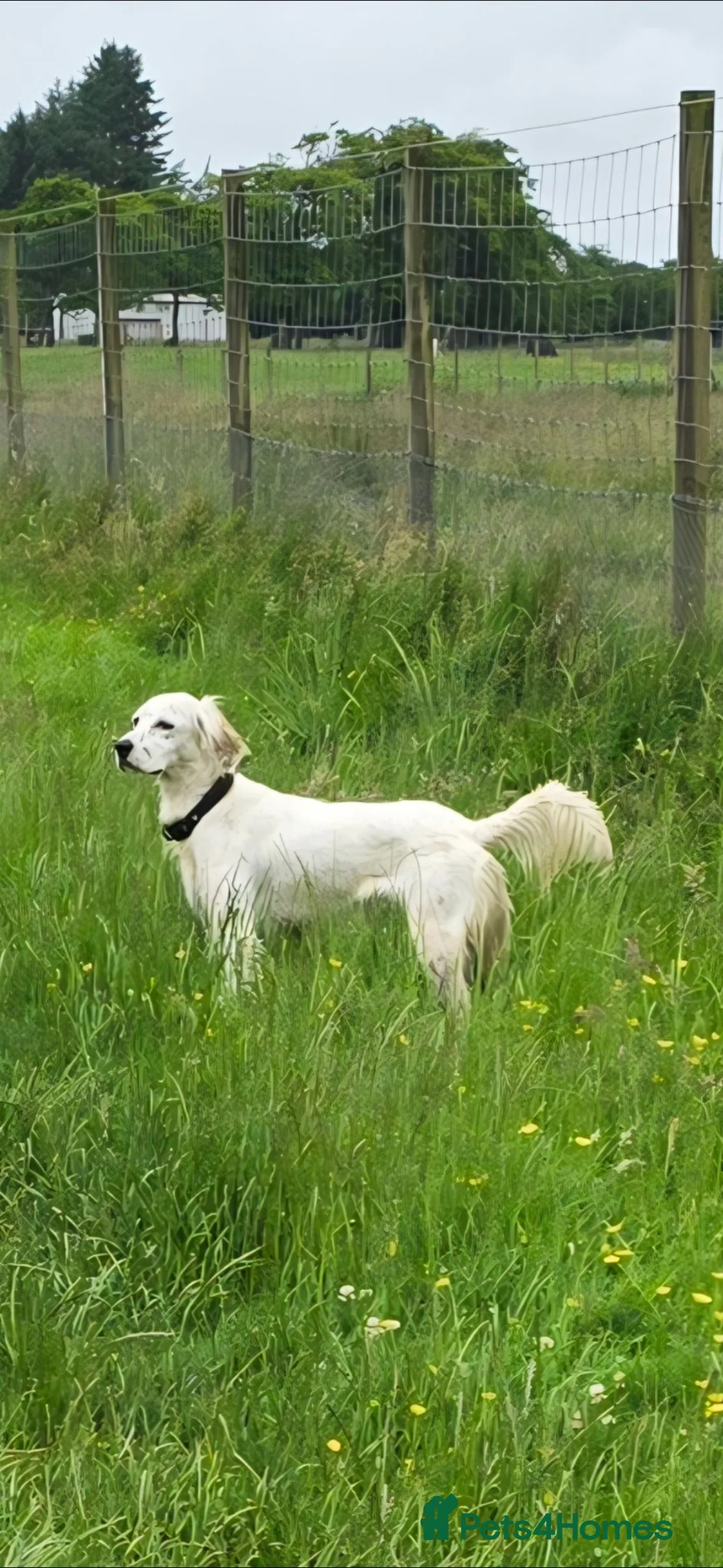 English Setter dogs for sale: English setter  - Advert 1