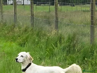English Setter dogs English setter - Advert 1