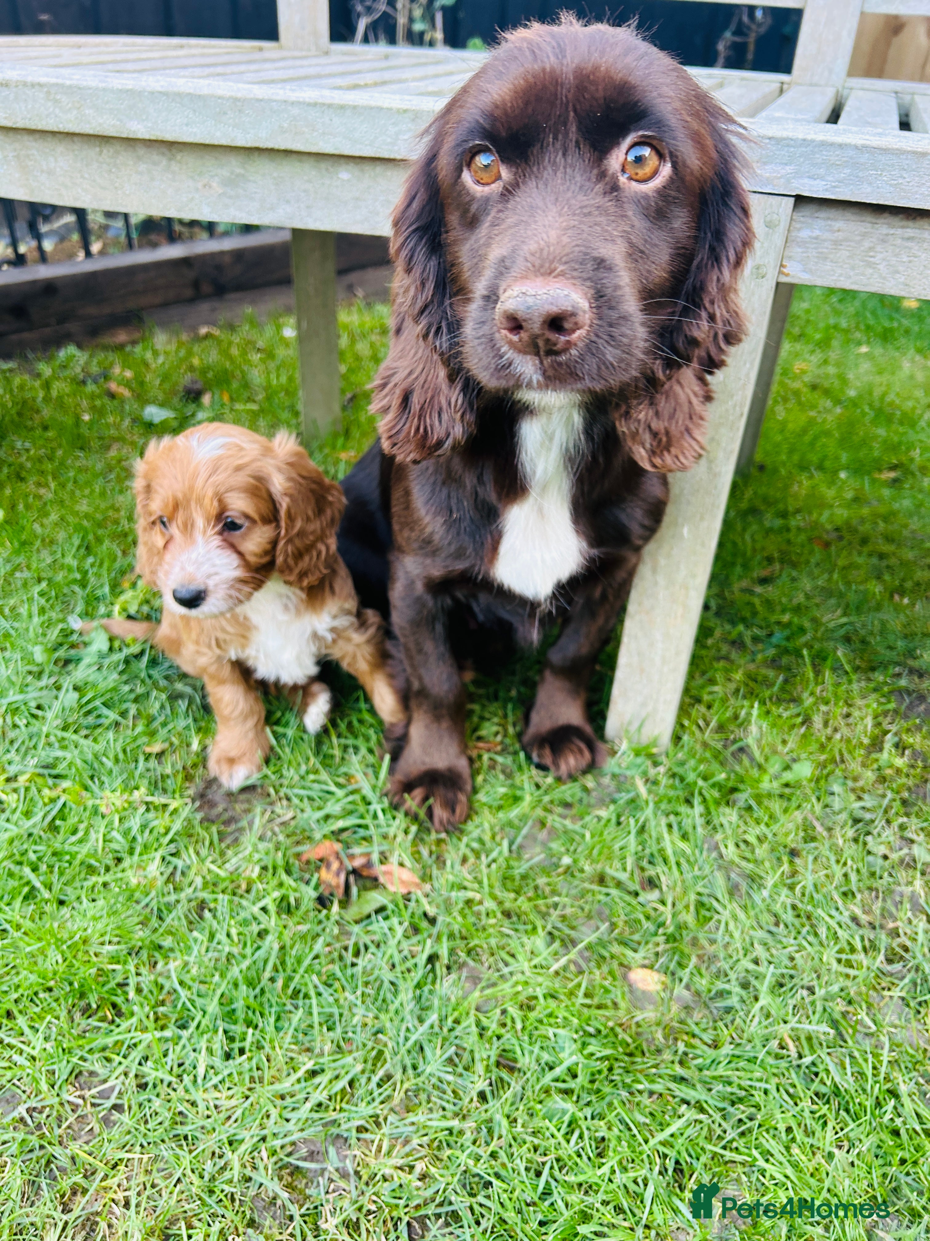 Cockapoo dogs for sale: F1 Cockapoo Puppies - Advert 2