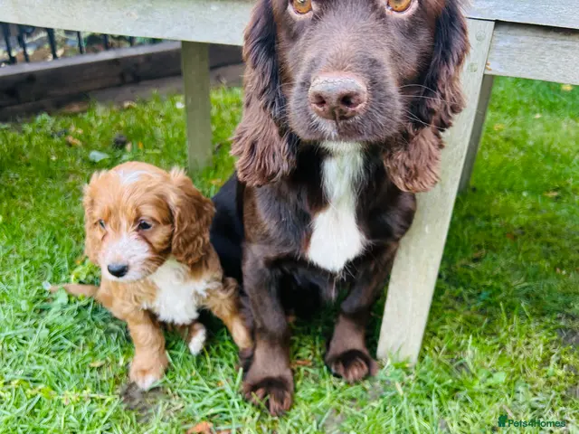 Cockapoo dogs for sale: F1 Cockapoo Puppies - Advert 2
