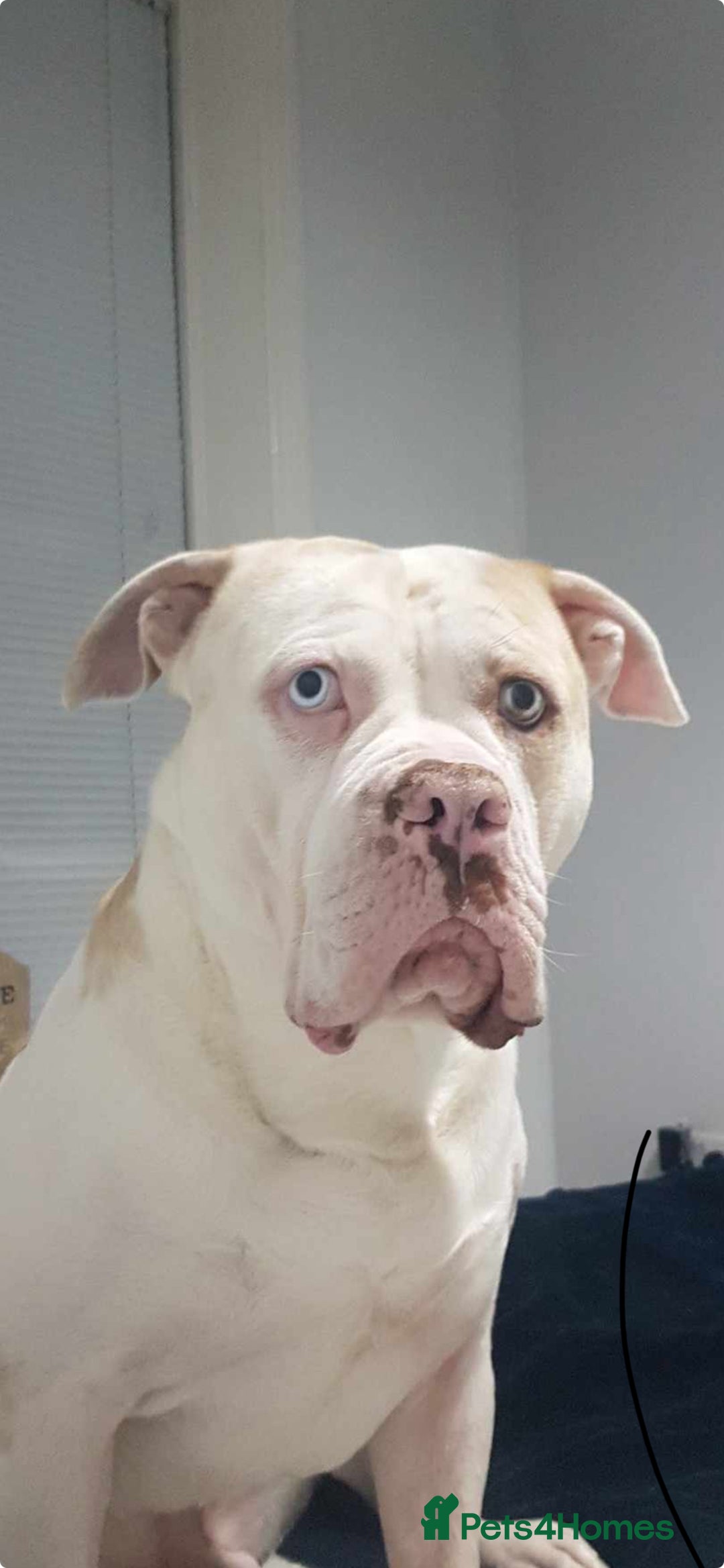 Alapaha Blue Blood Bulldog dogs for stud: Alapaha blue blood bulldog - Advert 26