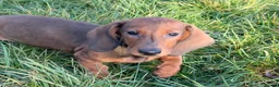 Dachshund dogs for sale: Champion Bred KC Smooth Dachshund Male Pup - Advert 11