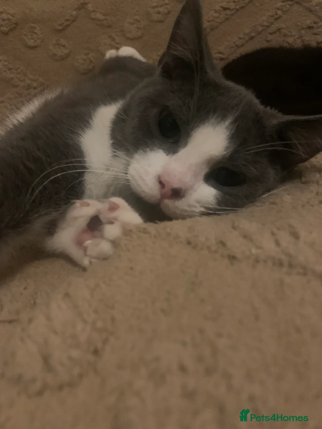 Mixed Breed cats for sale: Youngsters looking for home - Advert 30