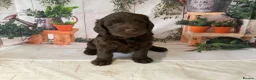 Australian Labradoodle dogs for sale: 🌈 Waiting List Open RAINBOW litter due mid August - Advert 6