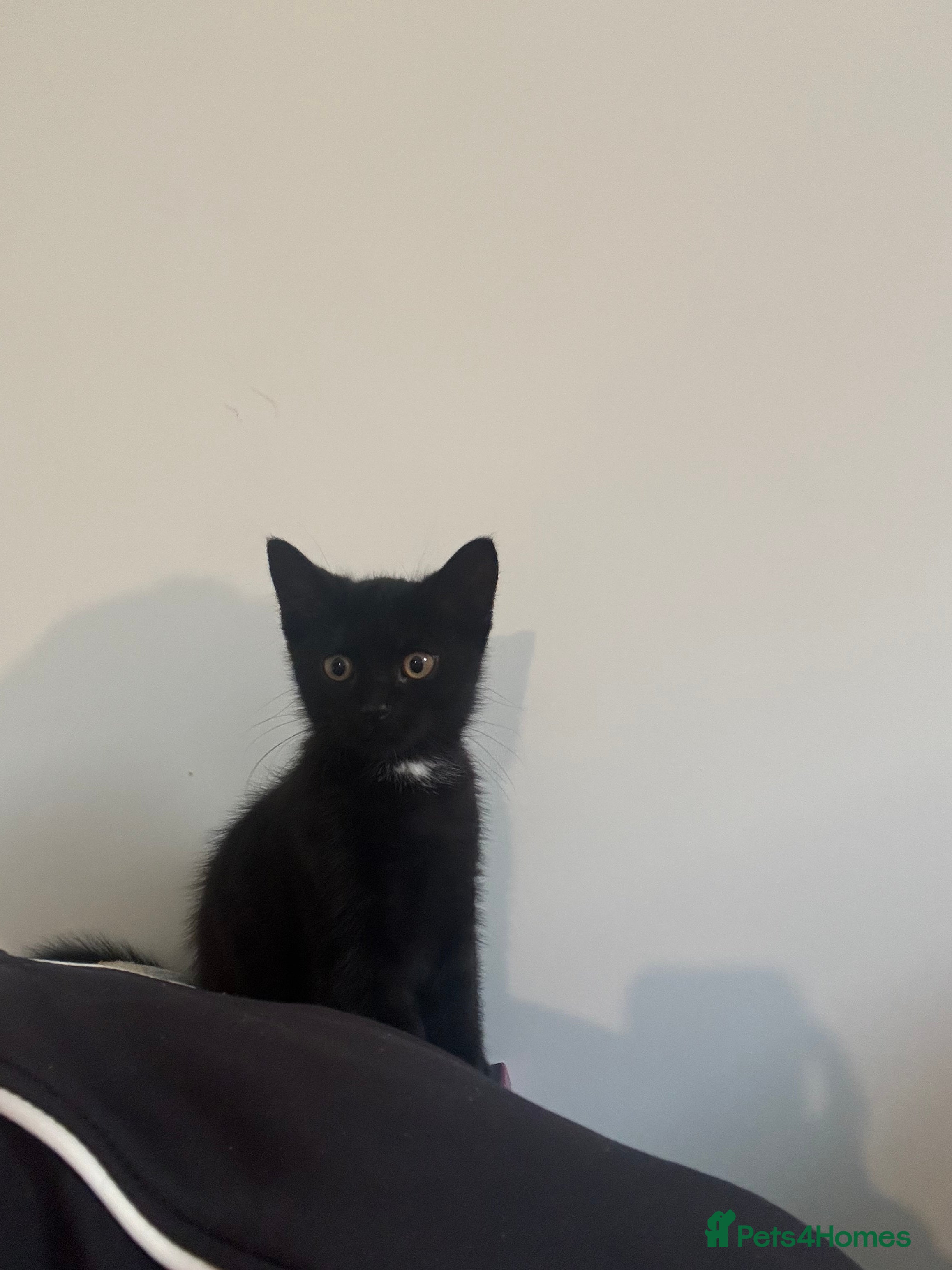 Mixed Breed cats Tortoiseshell kitten ready for new home - Advert 4