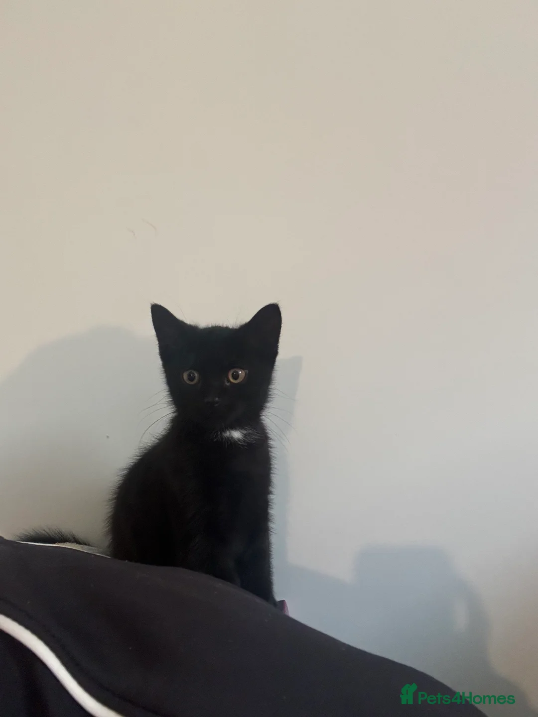Mixed Breed cats for sale: Tortoiseshell kitten ready for new home in Canterbury - Advert 1