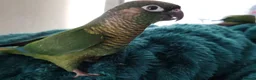 Conures birds for sale: Green cheek conures pineapple, turquoise, violet - Advert 5