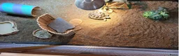 Tortoise reptiles for sale: Hermann Tortoise for Sale in Middlesbrough - Advert 5