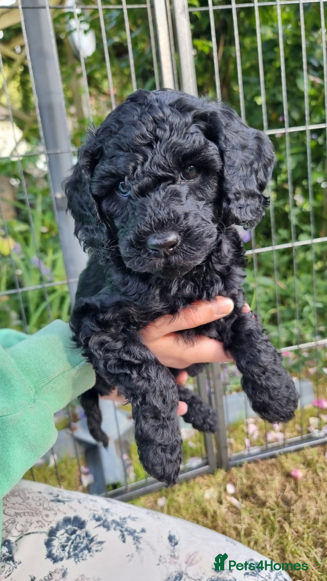 Cavapoo dogs for sale: F1b Standard Cavapoo, 3 remaining ready to leave in Watchet - Image 12