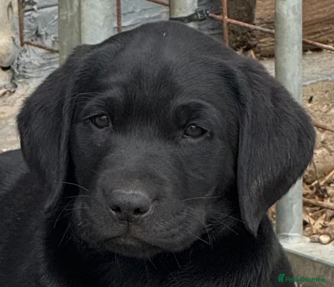 Labrador Retriever dogs for sale: Fully health tested parents, RKC Registered,  in Warwick - Advert 5
