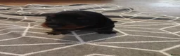 Dachshund dogs for sale: Minature sausage dogs x 2 males  - Advert 5