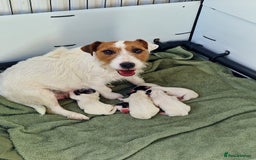 Jack Russell dogs for sale: 🐶🐶 Beautiful jack russell puppies 🐶🐶 - Image 1