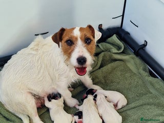 Jack Russell dogs for sale - Advert 1