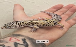 Leopard Gecko reptiles for sale: Leopard geckos babies various morphs  - Image 3
