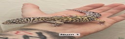 Leopard Gecko reptiles for sale: Leopard geckos babies various morphs  - Advert 3