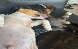 Jack Russell dogs for sale: Adorable Male Jack Russell Puppy  🐾 - Image 6