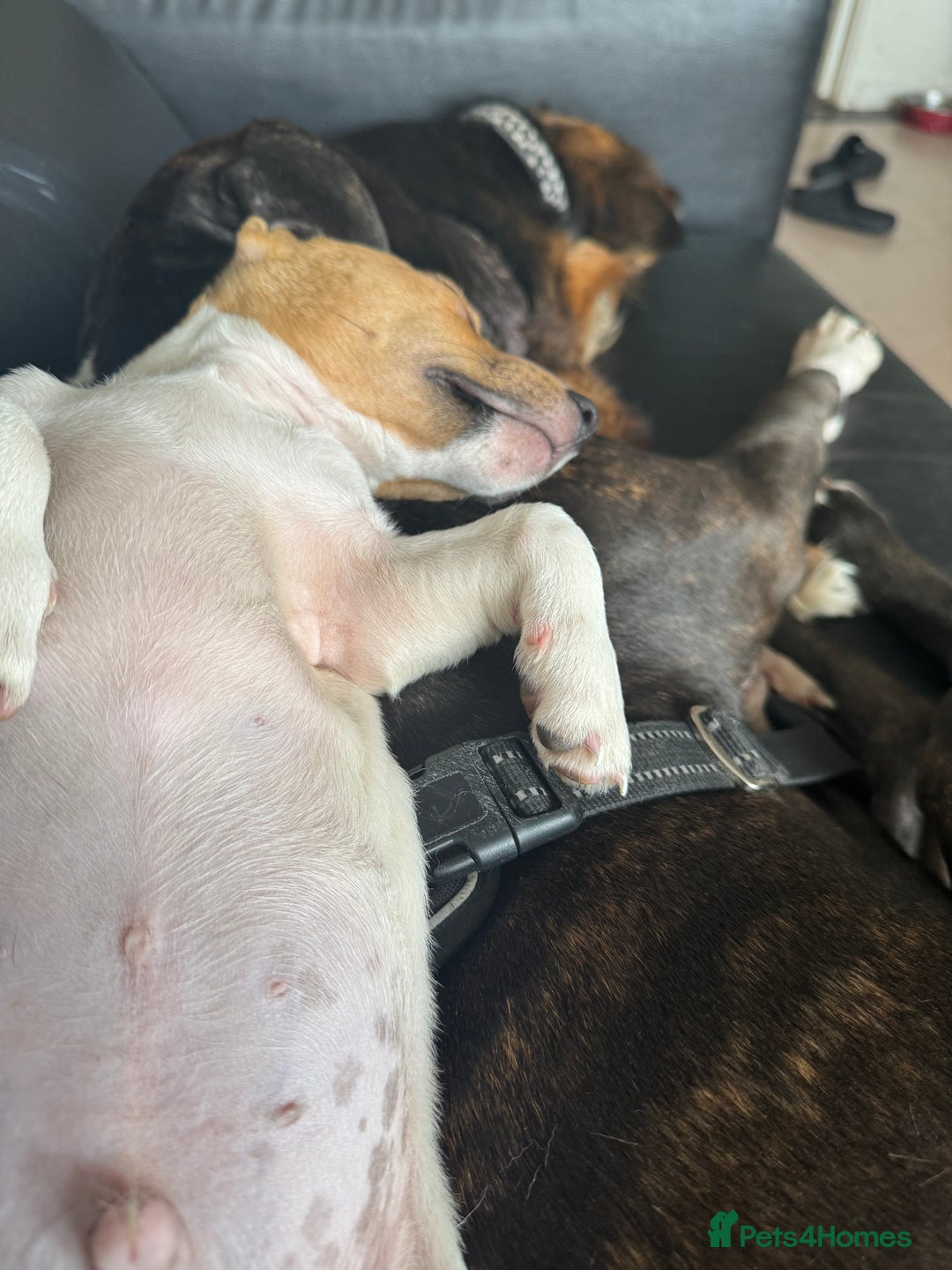 Jack Russell dogs for sale: Adorable Male Jack Russell Puppy  🐾 - Image 6