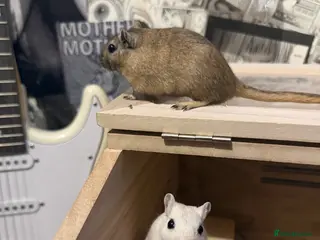 Gerbil rodents 2 gerbils female and food - Advert 5