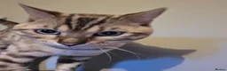 Bengal cats for sale: Bengal - Advert 7