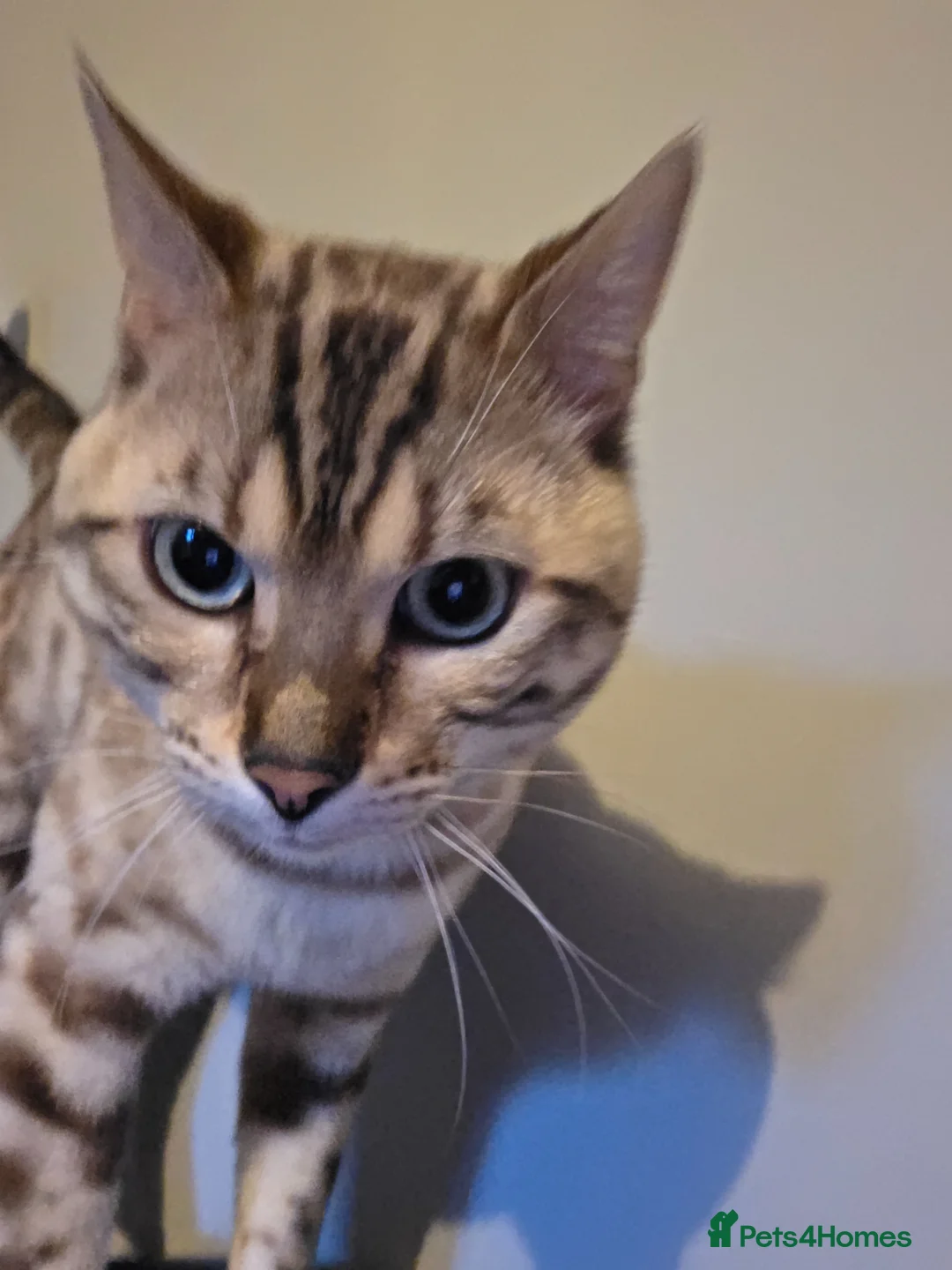 Bengal cats for sale: Bengal - Advert 7