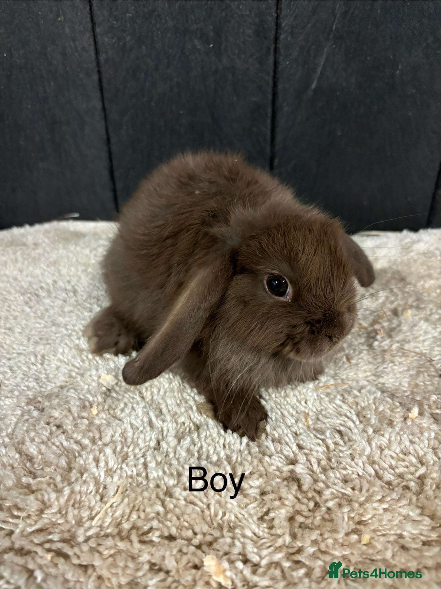 Mini Lop rabbits Stunning bunnies  - Advert 1