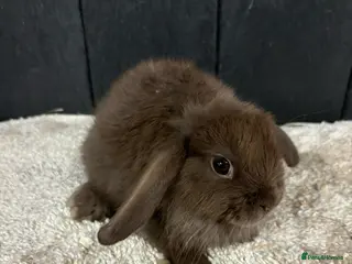 Mini Lop rabbits Stunning bunnies - Advert 1