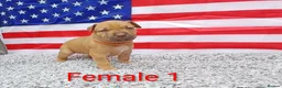 American Bull Staffy dogs for sale: American bull - Advert 27