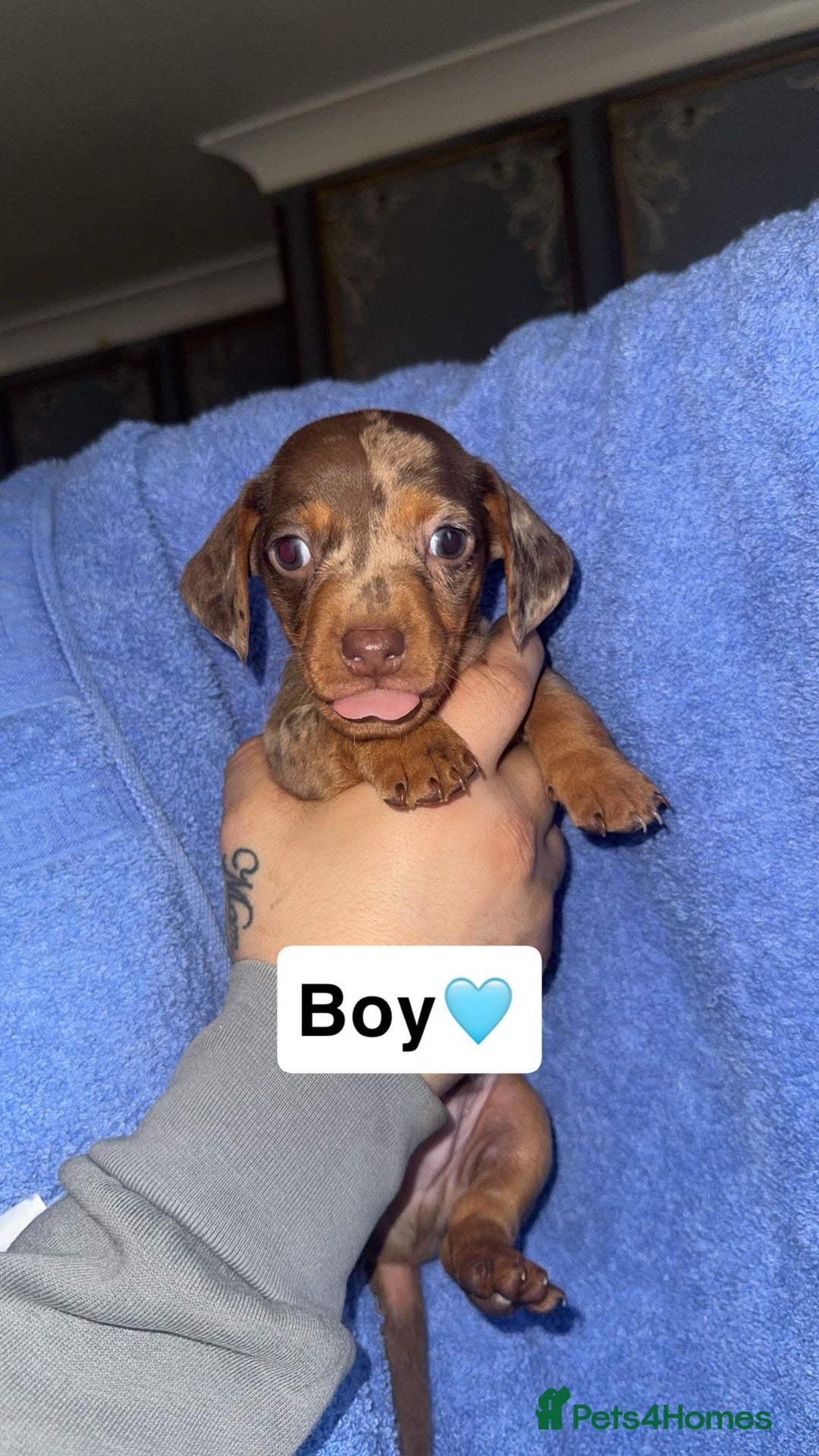 Dachshund dogs for sale: Dachshund puppies for sale - Advert 10
