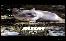 Ragdoll cats for sale:  Ragdoll kittens. 1 girl. 1 boy  - Image 8