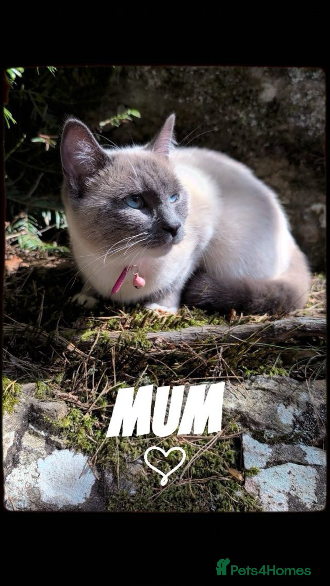 Ragdoll cats for sale:  Ragdoll kittens. 1 girl. 1 boy  - Image 8