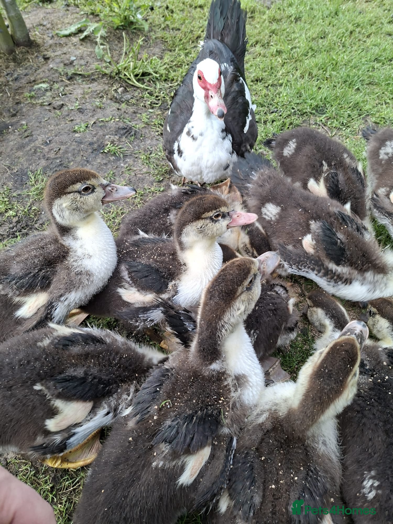 Ducks poultry Muscovy hens & drakes ducklings  - Advert 1