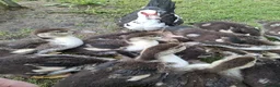 Ducks poultry for sale: Muscovy hens & drakes ducklings  in Stanley - Advert 1