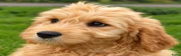 Mini Goldendoodle dogs for sale: Healthy Happy Goldendoodle Puppies - Advert 4