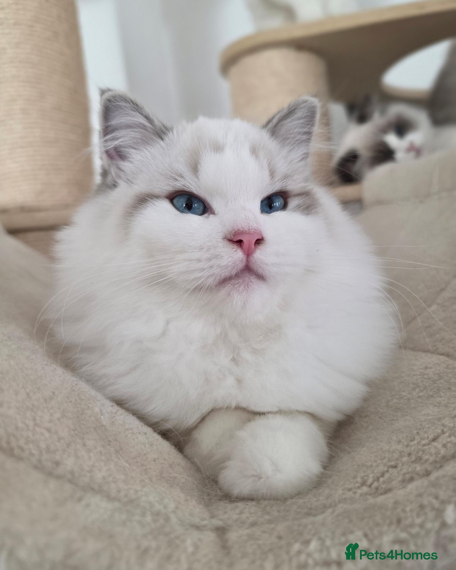 Ragdoll cats DOB 10/06/26✨️Champion European lines. Tica - Advert 1