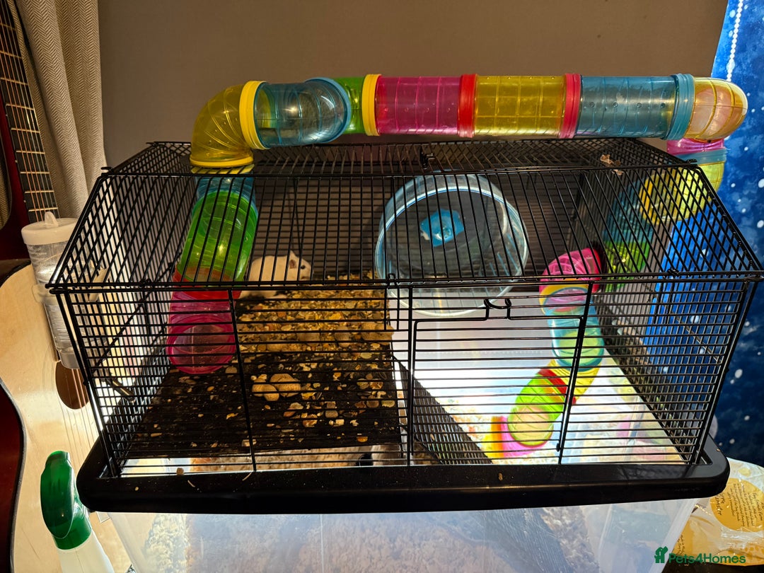 Gerbil rodents for sale: 4 gerbils with big cage  - Image 2