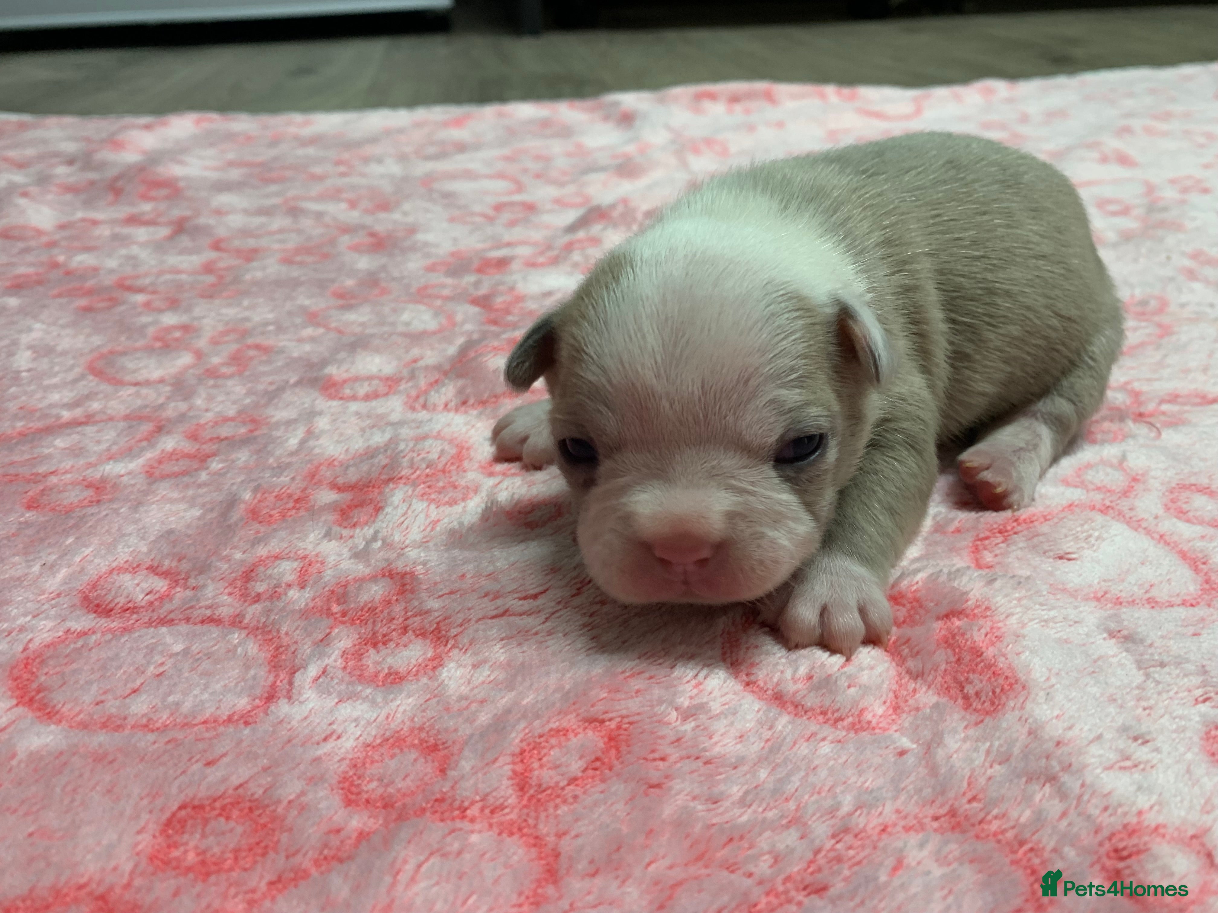 French Bulldog dogs Stunning Merle French Bulldog puppies  - Advert 16