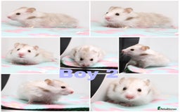 Hamster rodents for sale: Beautiful long haired satin male  - Image 1