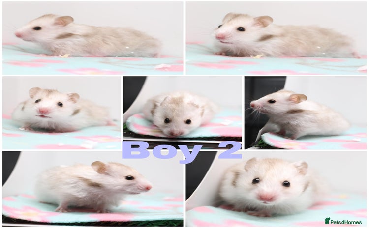 Hamster rodents - Advert 1