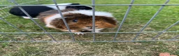 Guinea Pig rodents for sale: 2 Male Guinea Pigs in Liverpool - Advert 7