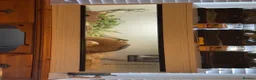 Corn Snake reptiles for sale: Corn snake  - Advert 3