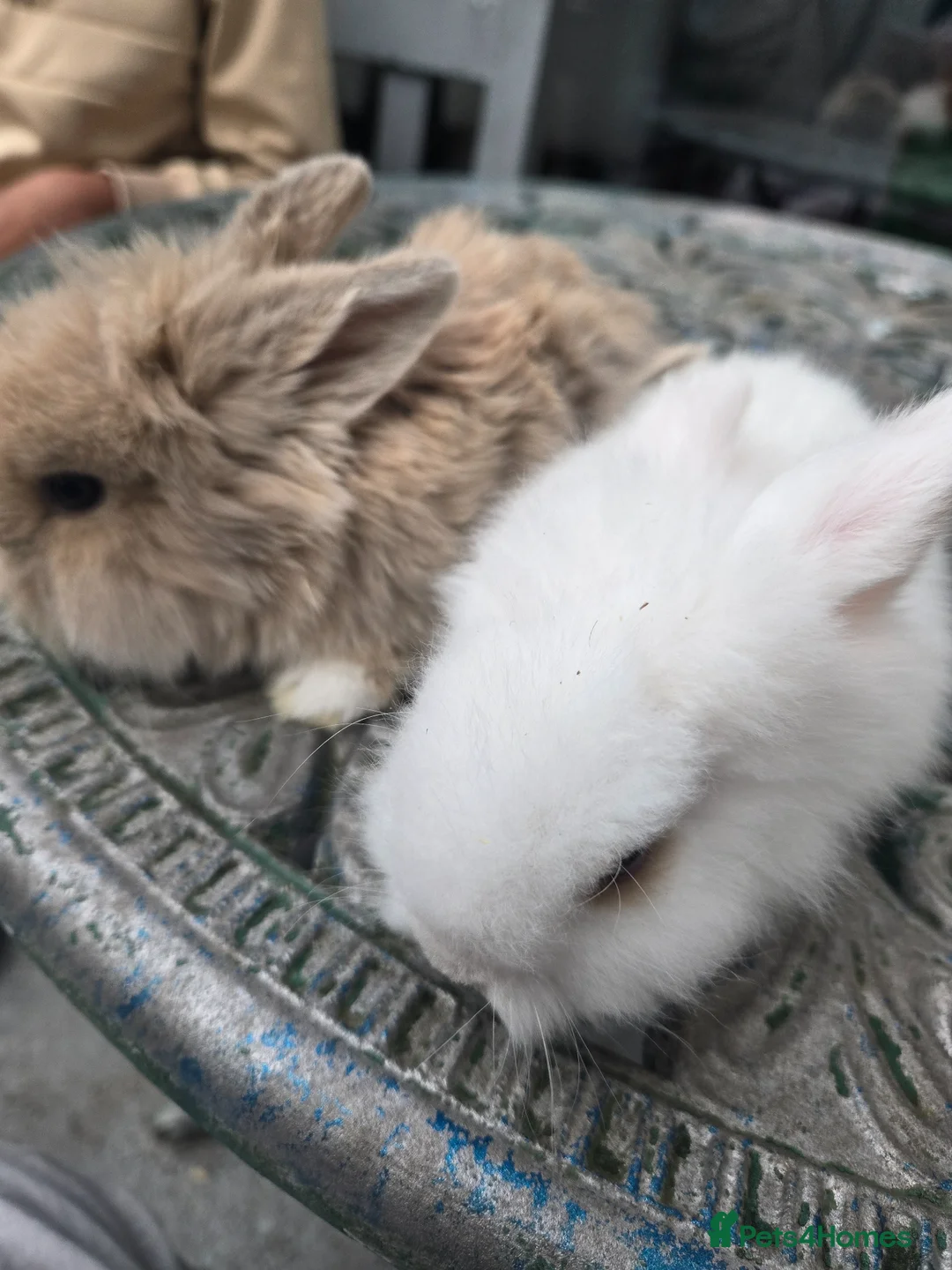 Lionhead rabbits for sale: Cutest blue eye Supersoft Double mane lion head  - Advert 1