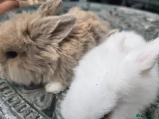 Lionhead rabbits Cutest blue eye Supersoft Double mane lion head - Advert 19