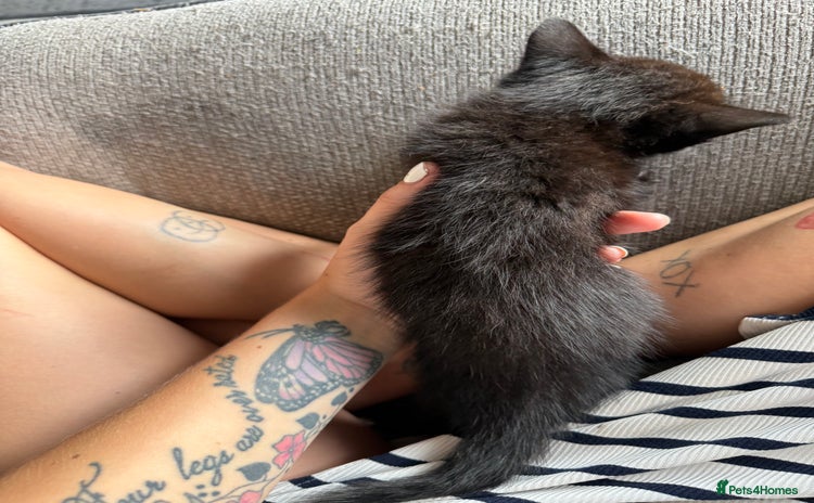 Bombay cats - Advert 3