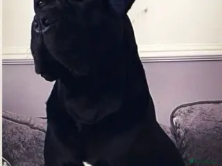 Cane Corso dogs Stunning Cane Corso stud well proven in South Ockendon - Advert 7