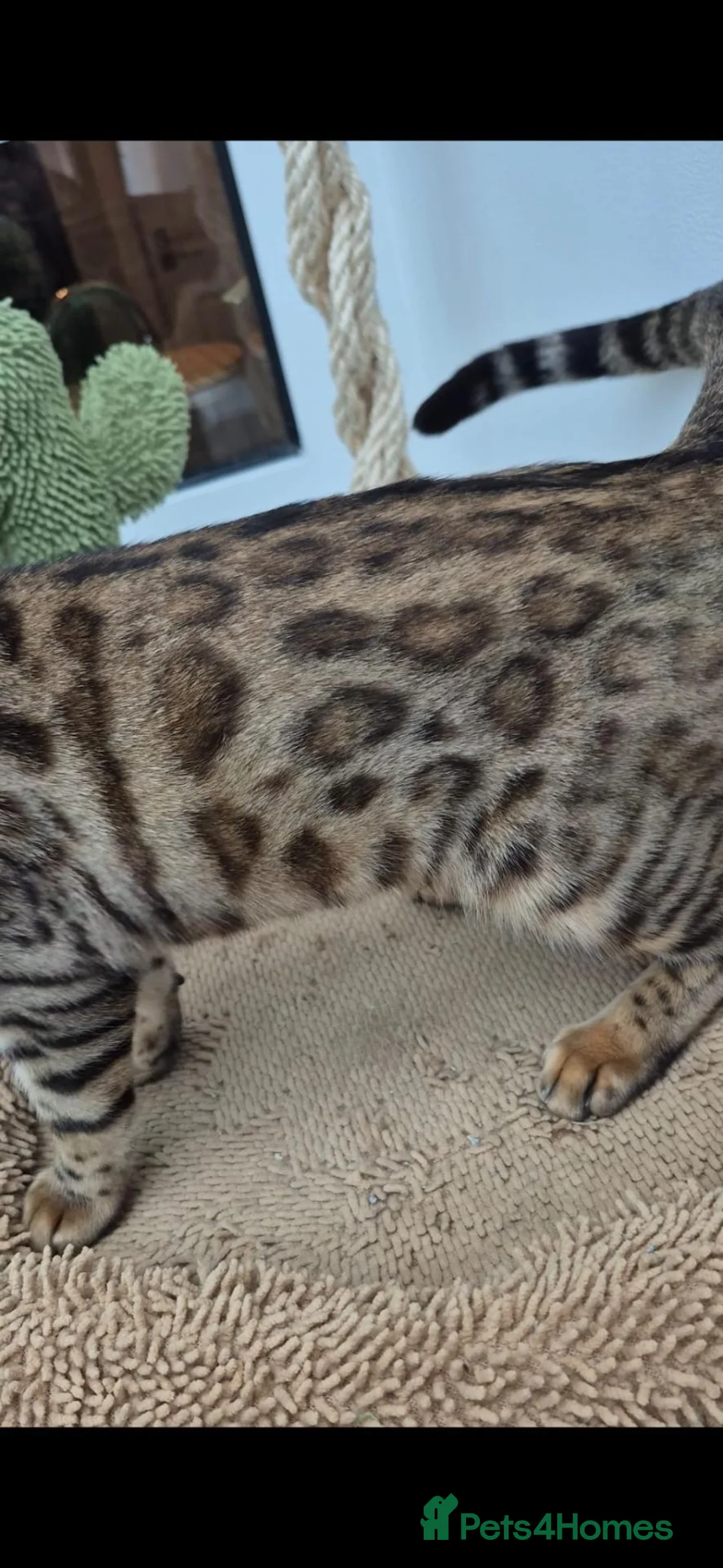 Bengal cats for sale: Pure bengal girls - Advert 6