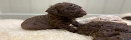 Lagotto Romagnolo dogs for sale: Lagotto romagnolo Puppies  - Advert 20