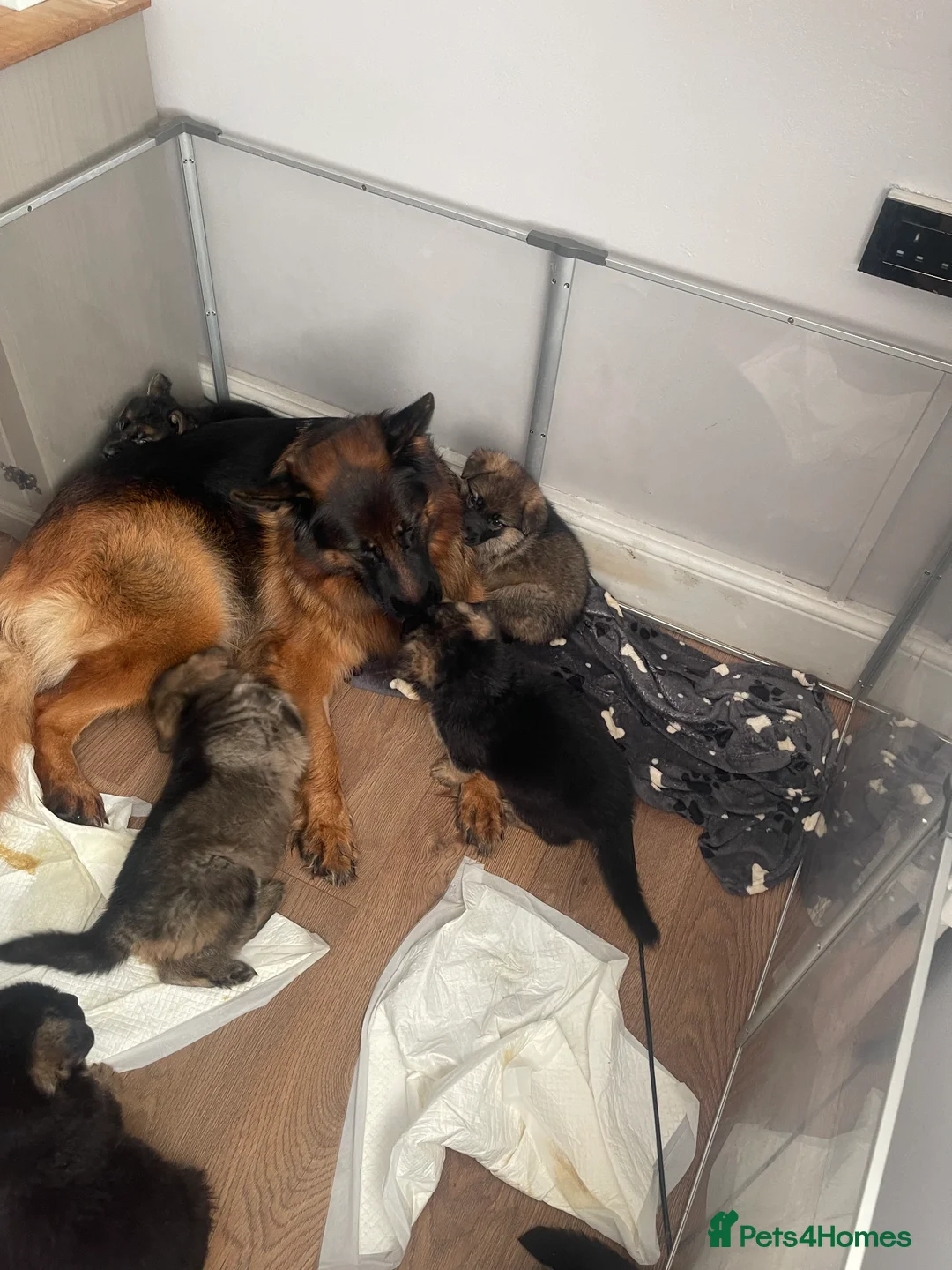 German Shepherd dogs for sale: German shepherd puppies for sale  - Advert 8