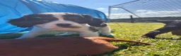 Cavalier King Charles Spaniel dogs for sale: King Charles Cavalier pups  - Advert 4